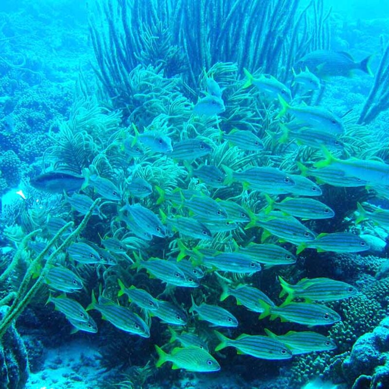 Klein Bonaire