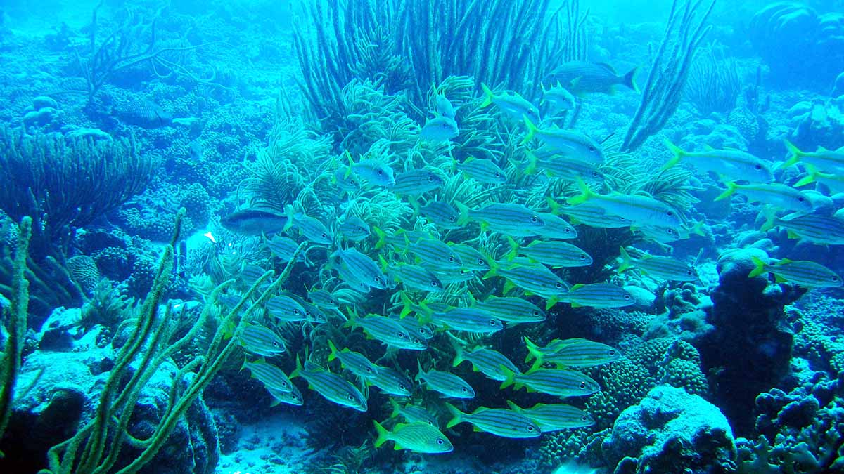 You are currently viewing Klein Bonaire